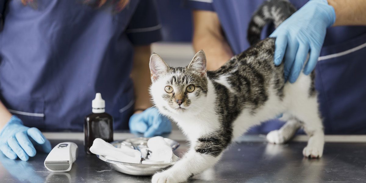 The best care takers of any kind of pets